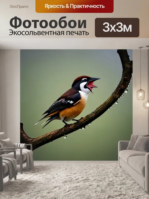 Фотообои птичка в смокинге, поющая на ветке дерева в раннее утро с каплями росы
