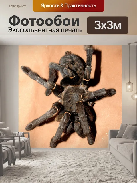 Фотообои тарантул паук брахипельма кузнец