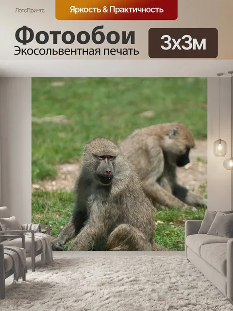 Фотообои бабуин