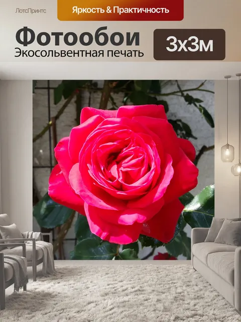 Фотообои Красная роза