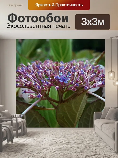 Фотообои Гортензия