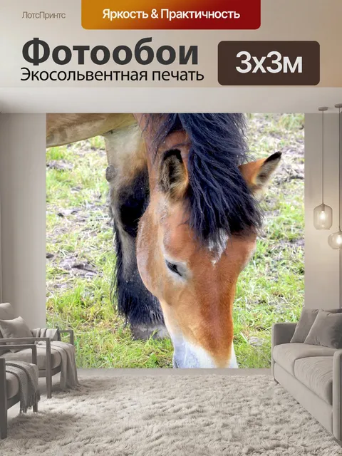 Фотообои Лошадь