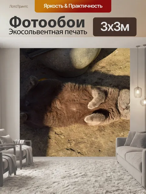 Фотообои Кот