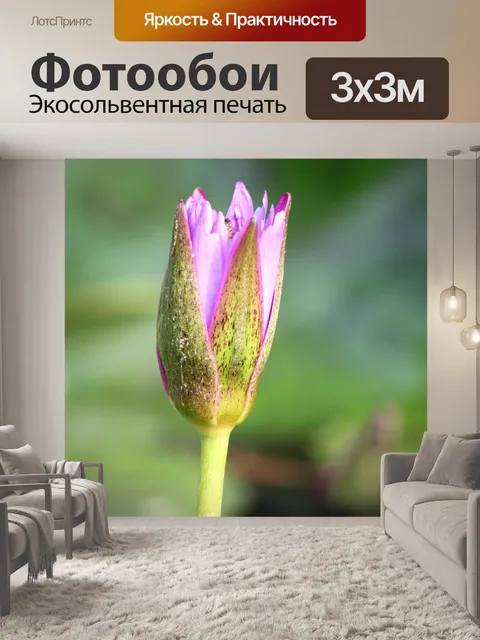 Фотообои Фиолетовый цветок лотоса крупным планом