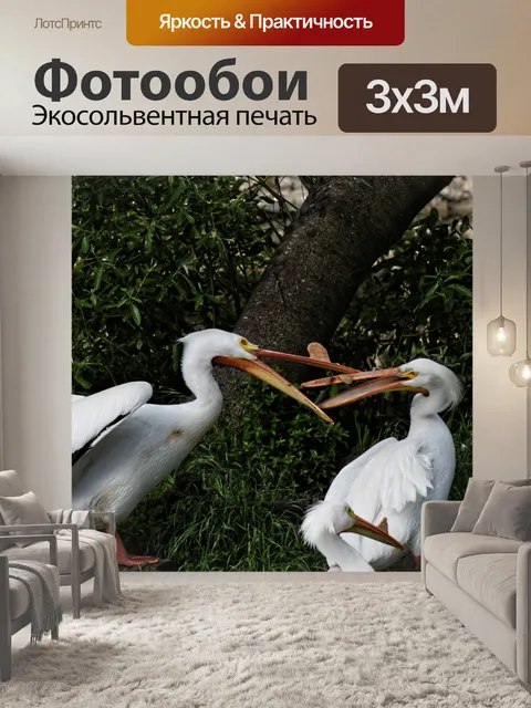 Фотообои Пеликан Аргумент