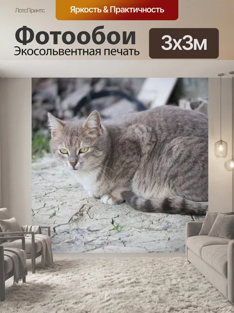 Фотообои Кошка