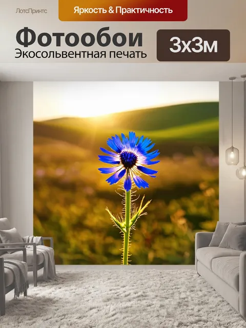 Фотообои василёк на фоне утреннего солнца