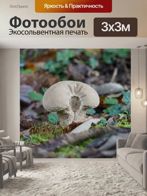 Фотообои Волк мускусный гриб