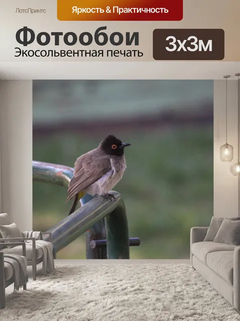 Фотообои Африканские красные глаза бюльбюль