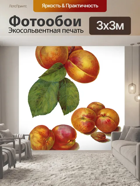Фотообои Фрукты абрикоса старинные иллюстрации
