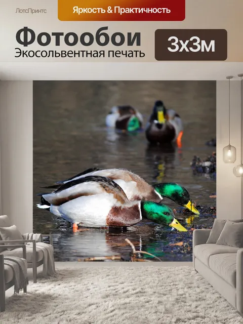 Фотообои Утки едят
