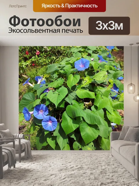 Фотообои фиолетовый цветок славы утра