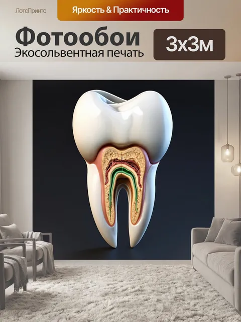 Фотообои создайте сцену, где детализированная моляра зуба представлена в разрезе, показывая внутренние ткани и…