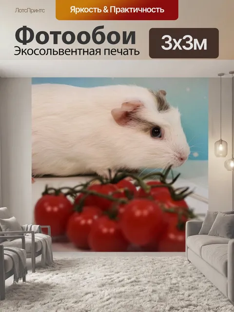 Фотообои Морская свинка