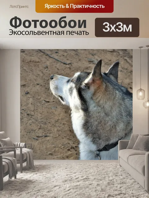 Фотообои Сибирский хаски крупным планом