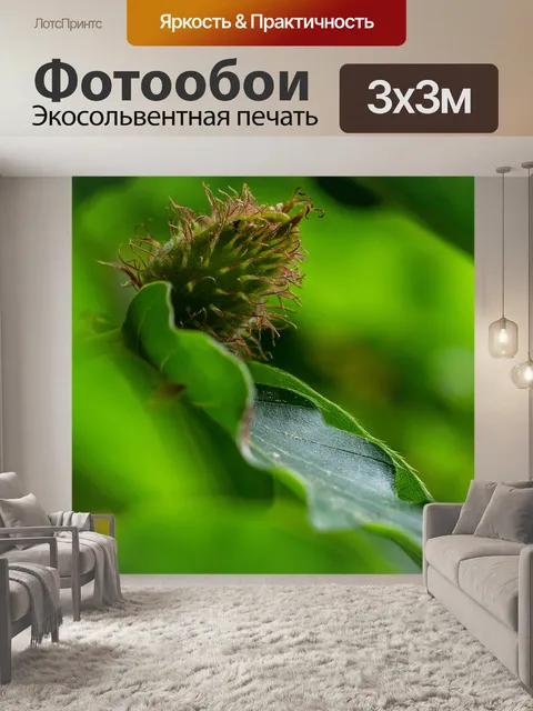 Фотообои Бук