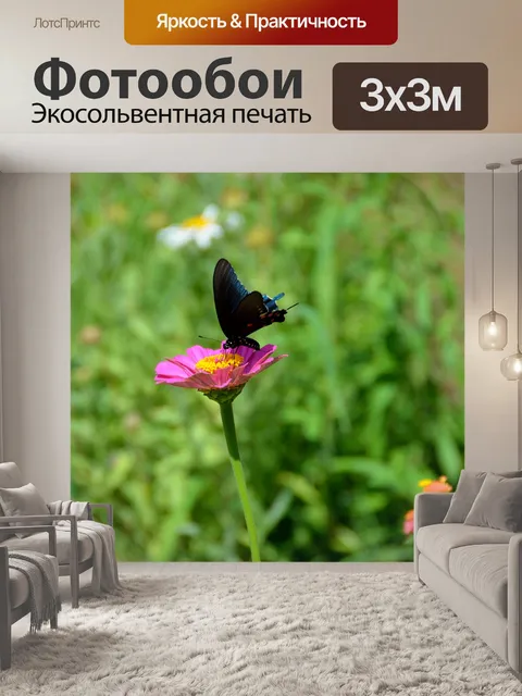 Фотообои Черный Махаон Бабочка
