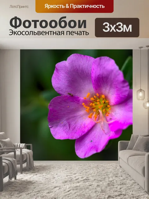 Фотообои Портулак