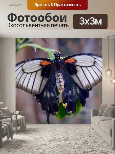 Фотообои Бабочка
