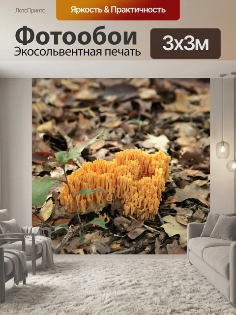 Фотообои Оранжевые коралловые грибы в осенних лис