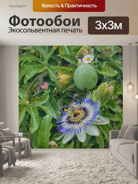 Фотообои Голубой цветок страсти
