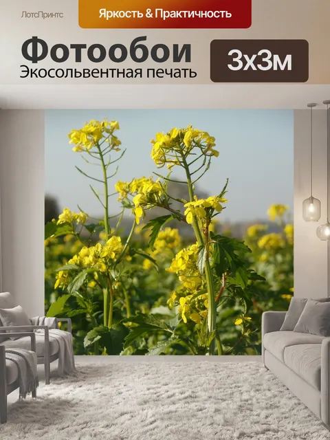 Фотообои Рапса