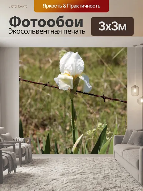 Фотообои Белая ириса и колючая проволока