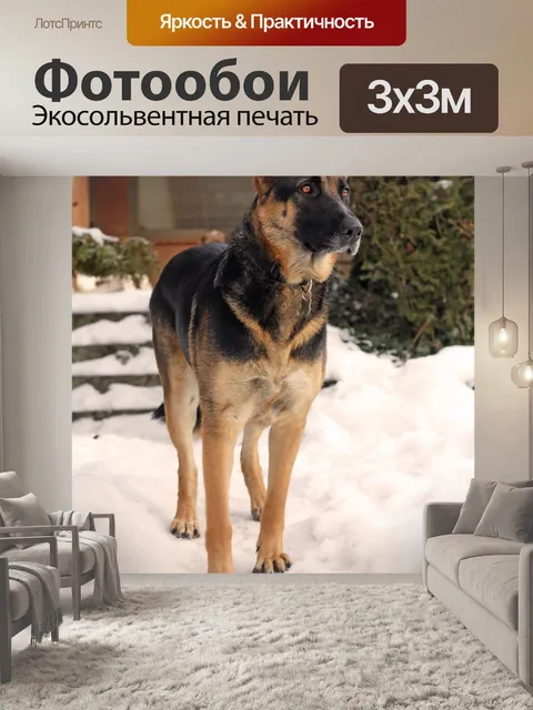Фотообои Немецкая овчарка