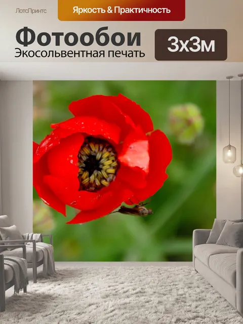 Фотообои Красный цветок мака с маленьким жучком
