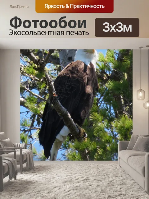 Фотообои Белоголовый орлан