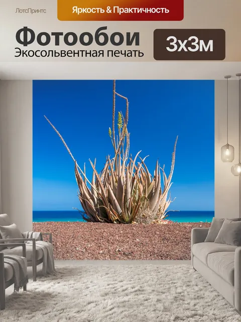 Фотообои Алоэ Вера и голубое небо