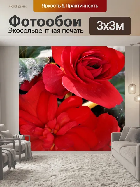 Фотообои Красный бегонии крупным планом