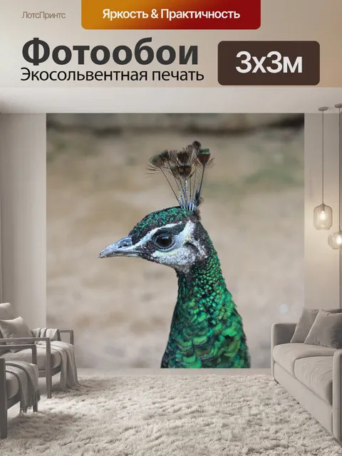 Фотообои Павлин