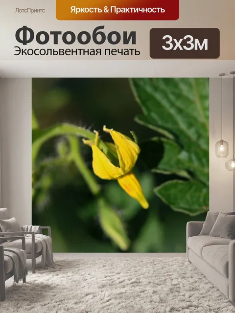 Фотообои желтый цветок на томатном растении