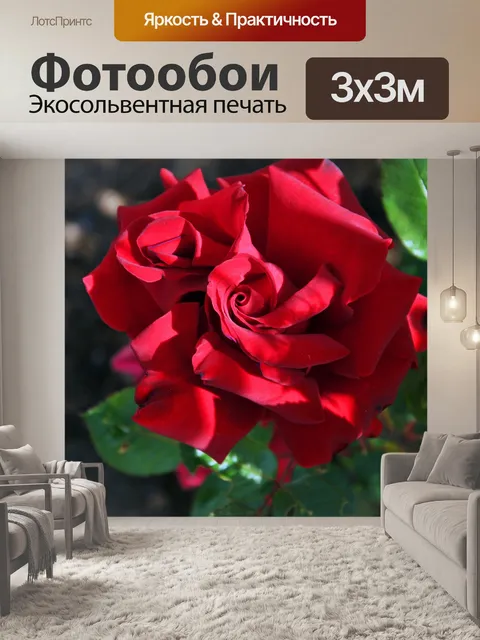 Фотообои Красная роза