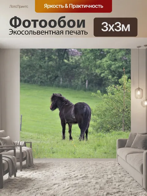 Фотообои Черная лошадь