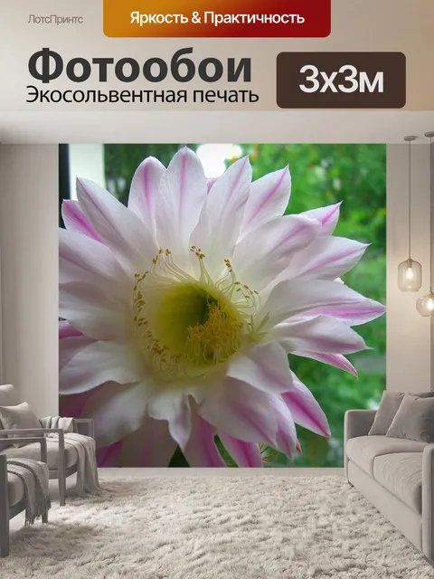 Фотообои Кактус