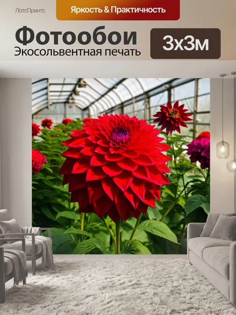 Фотообои красные георгины, растущие в оранжерее, с ярким и пышным фоном