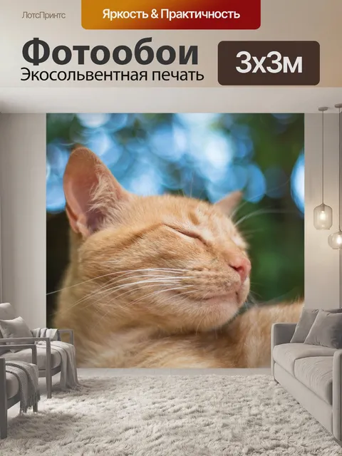 Фотообои Кошки