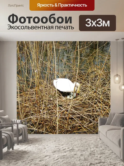 Фотообои Лебедь