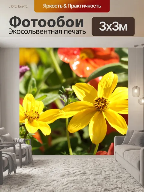 Фотообои Два желтых кореопсиса крупным планом