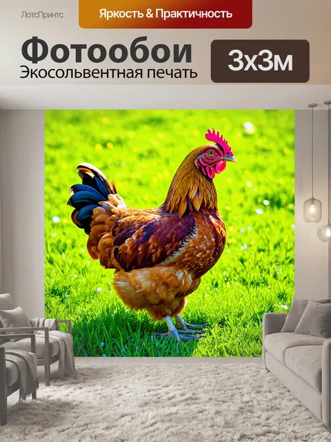 Фотообои курица с ярким оперением, стоящая на фоне зелёного травяного луга, при солнечном свете