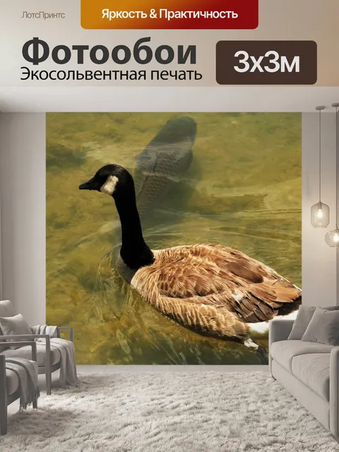 Фотообои Канадский гусь и рыба в озере 2