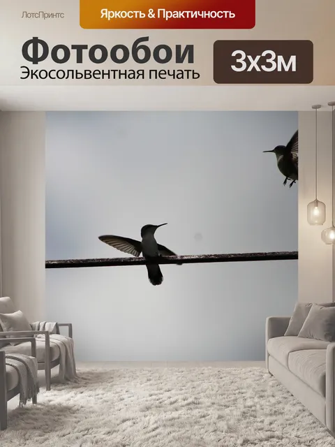Фотообои Колибри