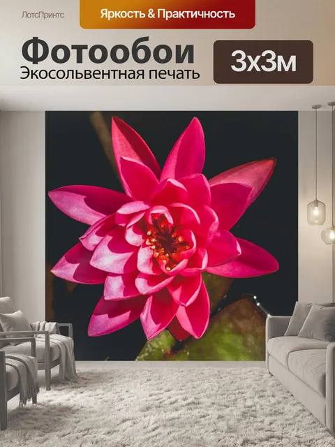 Фотообои Цветок лотоса