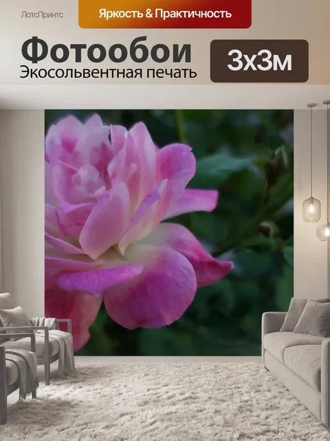 Фотообои Розовый цветок розы