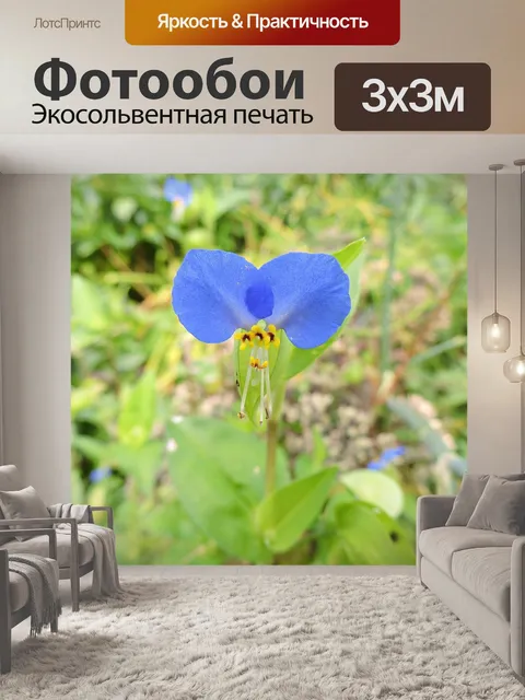 Фотообои Дневной цветок