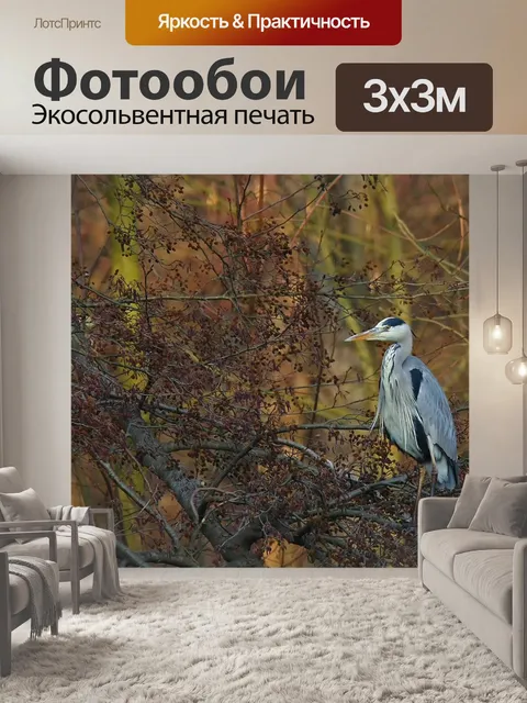 Фотообои Серая цапля