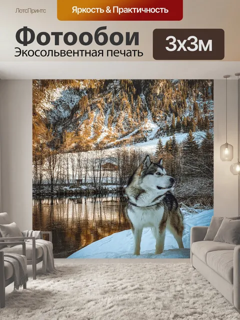 Фотообои Сибирский хаски