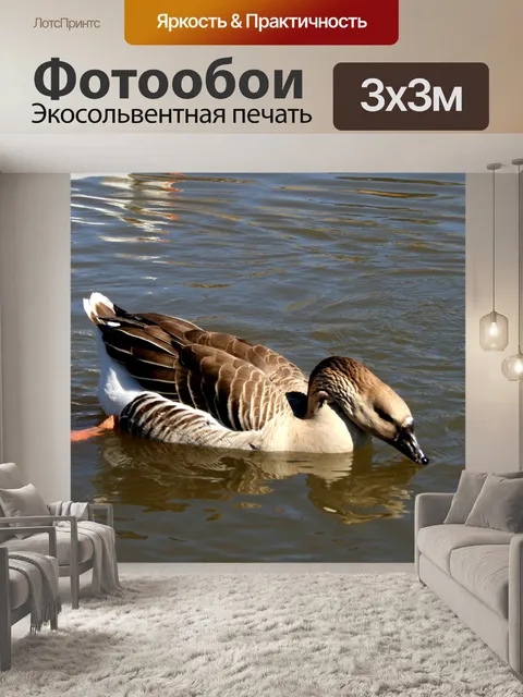 Фотообои Серый домашней утки